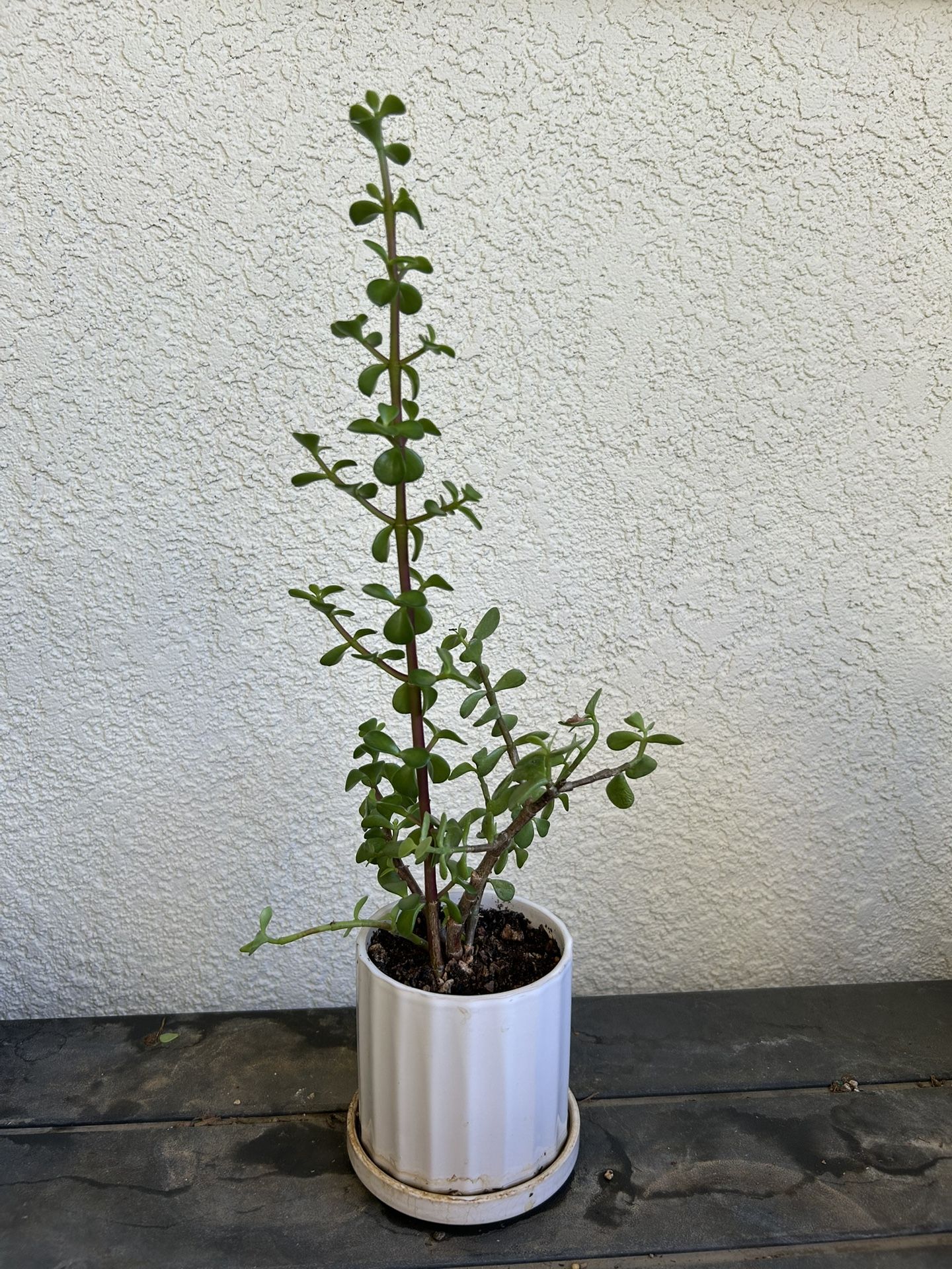   Succulent  Plants In a Nice Ceramic Pot