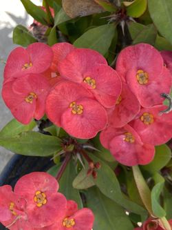 Corona de Cristo (Plant)