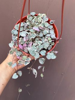 6â variegated strings of hearts