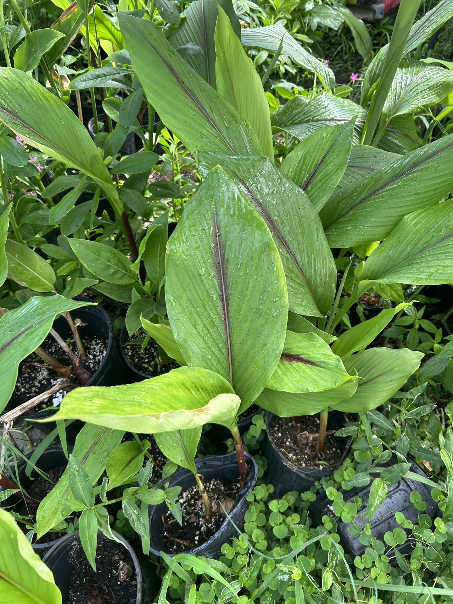 Blue Turmeric (rare)