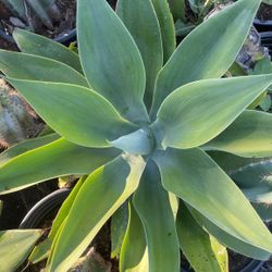 Foxtail Agave