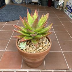 Aloe Succulent 