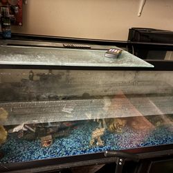 75 Gallon Fish tank With Lights, Filter Etc 