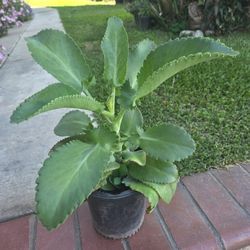 Kalanchoe Mother Of Thousand Medesinal