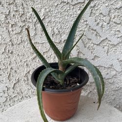 4 Inch Pot Succulent Plant - Aloe Arborescens - Candelabra Aloe - Torch - Rooted & Established - Flowers Beautiful Red blooms -🪴- Drought Resistant 