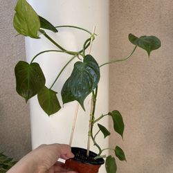 Philodendron Camposportaonum Plant 