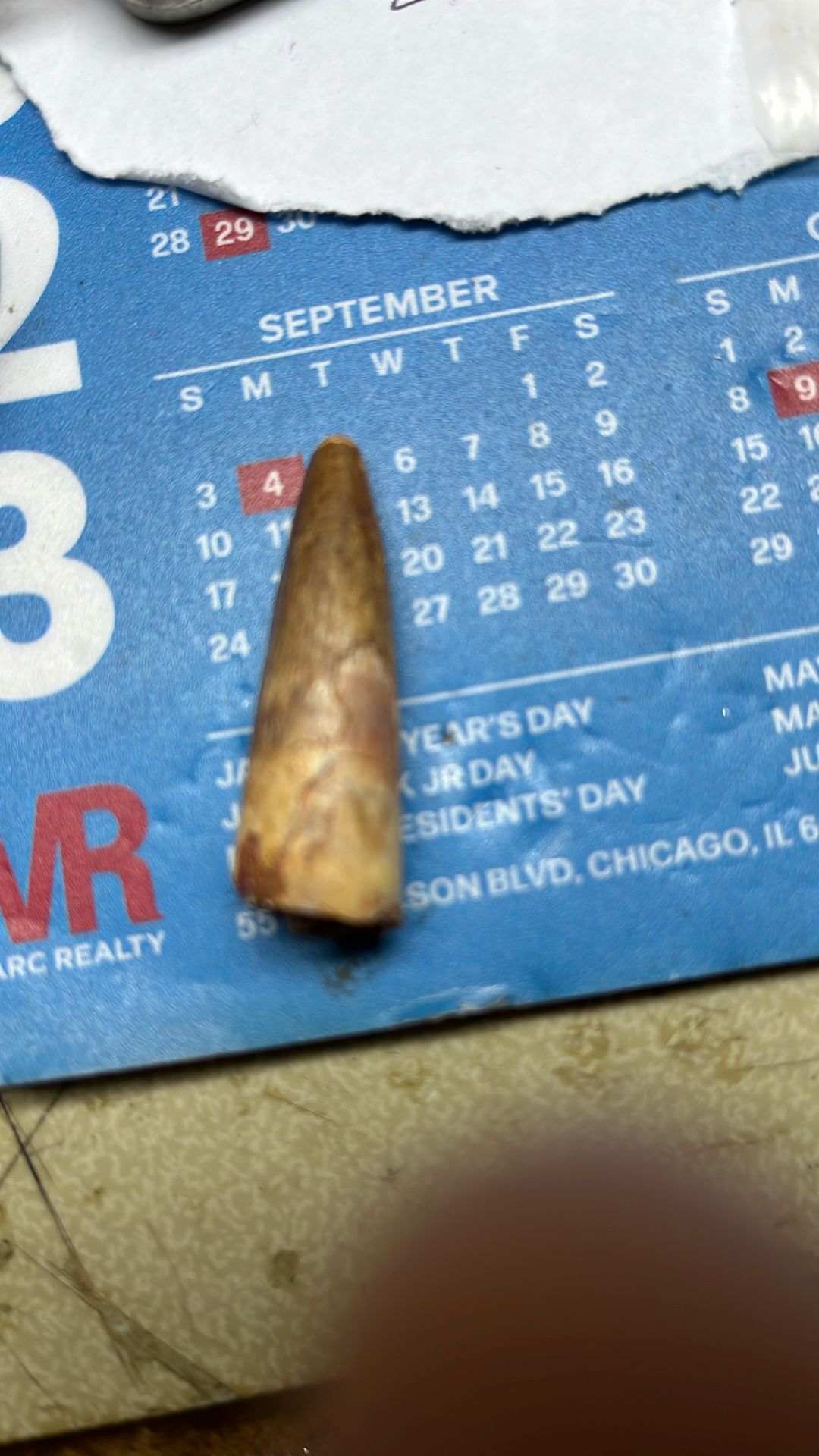 Spinosaurus Fossil  Tooth 