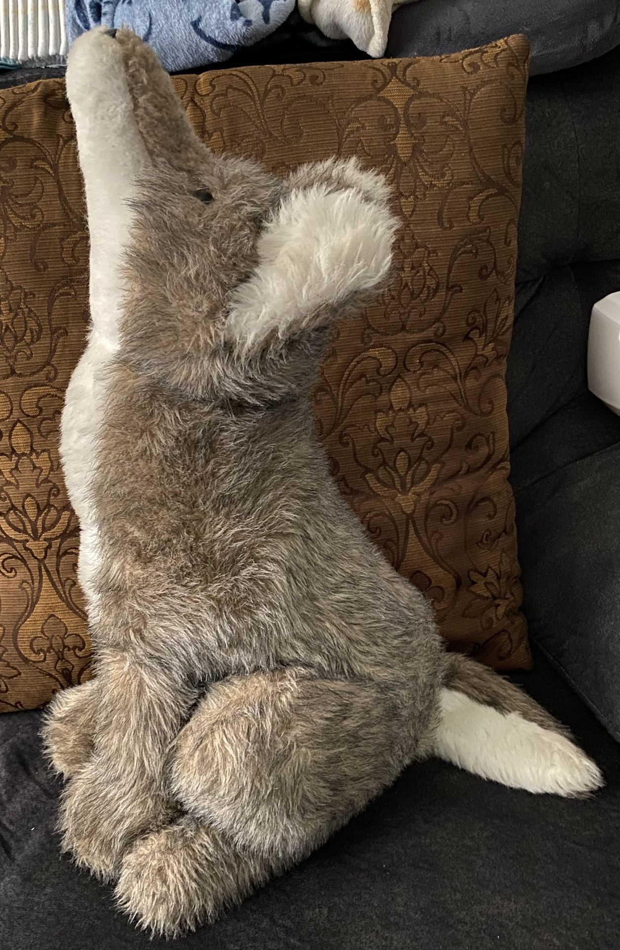 Wolf