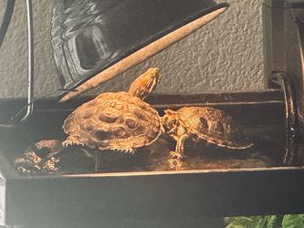 Red ear sliders
