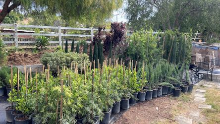 Podocarpus Fern Pine