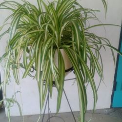 Large Spider Plant 🌿 In Ceramic Pot W /Metal Stand