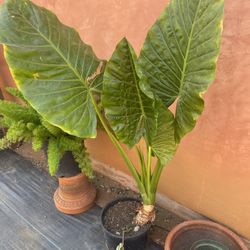 Plant