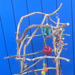 African Grey / Amazon Parrot Perch Tree … Funky And Curvy, Loved By Birdees ! A Great Socializer ! 👍🏼