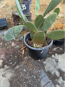 Spineless Cactus $150