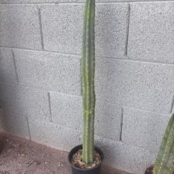 San Pedro Cactus Live Plant Trichocereus Pachanoi Echinopsis 