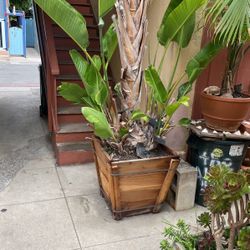Giant White Bird Of Paradise