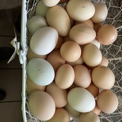 Fresh Organic Eggs For Sale