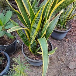 Snake Plant