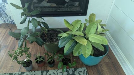 Plants