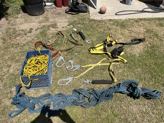 Harness training, palm trees