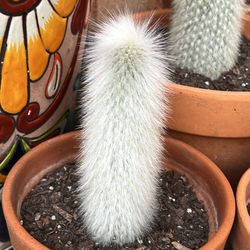 Cactus Antorcha De Plata 