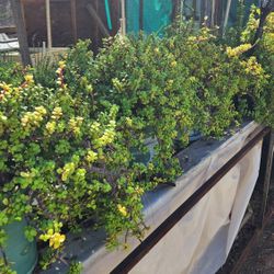 Elephants Food Plant 