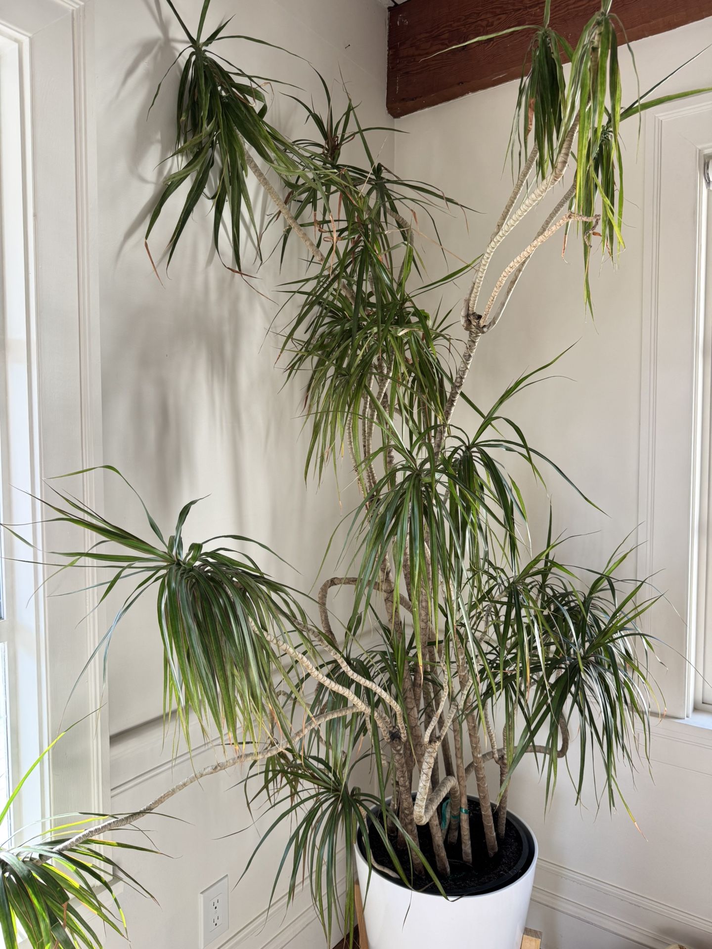 Draecana Potted Tree. Living/real Plant $200