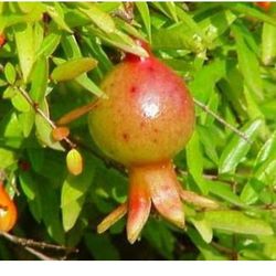 Dwarf Pomegranate Live Plant + Free Luffa Seeds