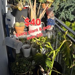 All Of My Plant Collection