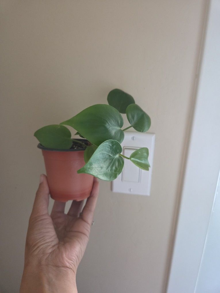 Plant