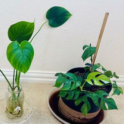 Plant bundle! 🪴🌱☘️