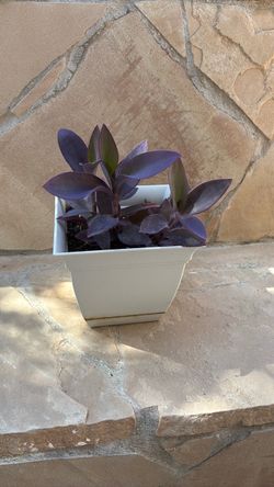 Purple Heart Plant