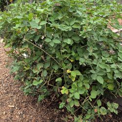 Free Thornless Blackberry