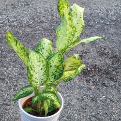 Dumbcane Plant 6" Ceramic Pot 