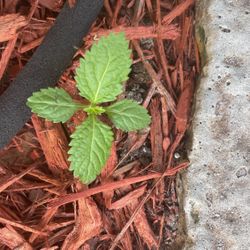 One Dollar For Small Baby Plants They Grow To Be 5 Feet Tall Make A Great Hedge And They Do Spread
