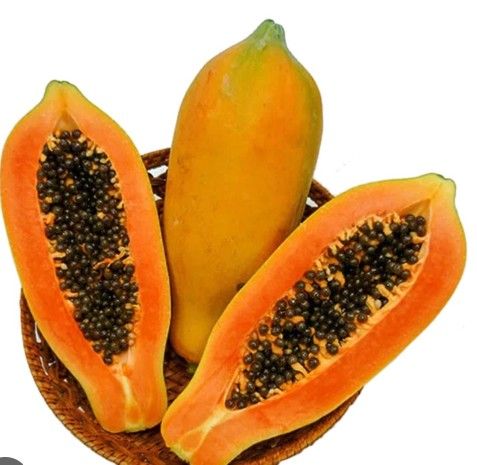 Dwarf Papaya plant tuning in 3gal plantas de Papaya enana en 3gal