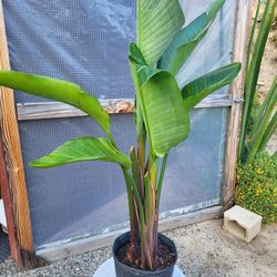 Birds Of Paradise Plant 10" Pot 3.5ft Tall