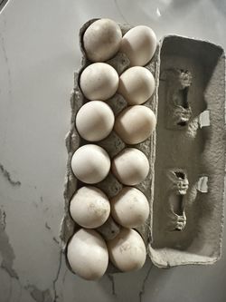 Duck Eggs