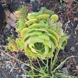 Succulent 
