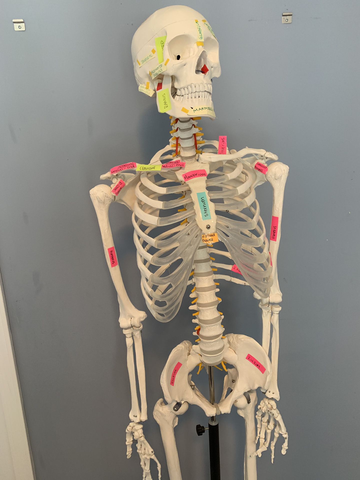 Human Anatomy Skeleton -(Female)