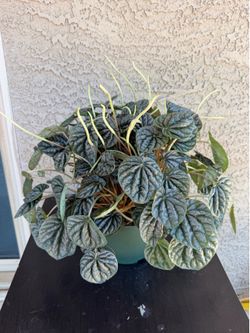 6” Peperomia Caperata ‘Silver Ripple’