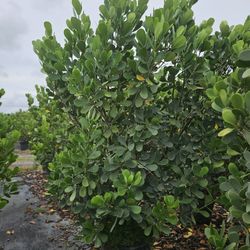 Huge Clusias Over 8 Feet Tall Instant Primary Hedge For Fence Green Full