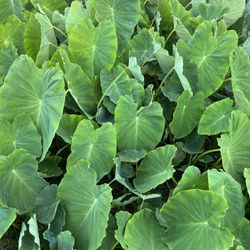 Dalo Plants Or Taro Plants