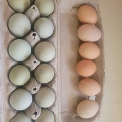   Fresh Chicken Eggs,Duck And Easter Eggs Light Blue.