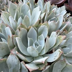 Duduleya Succulent Cactus Plant 