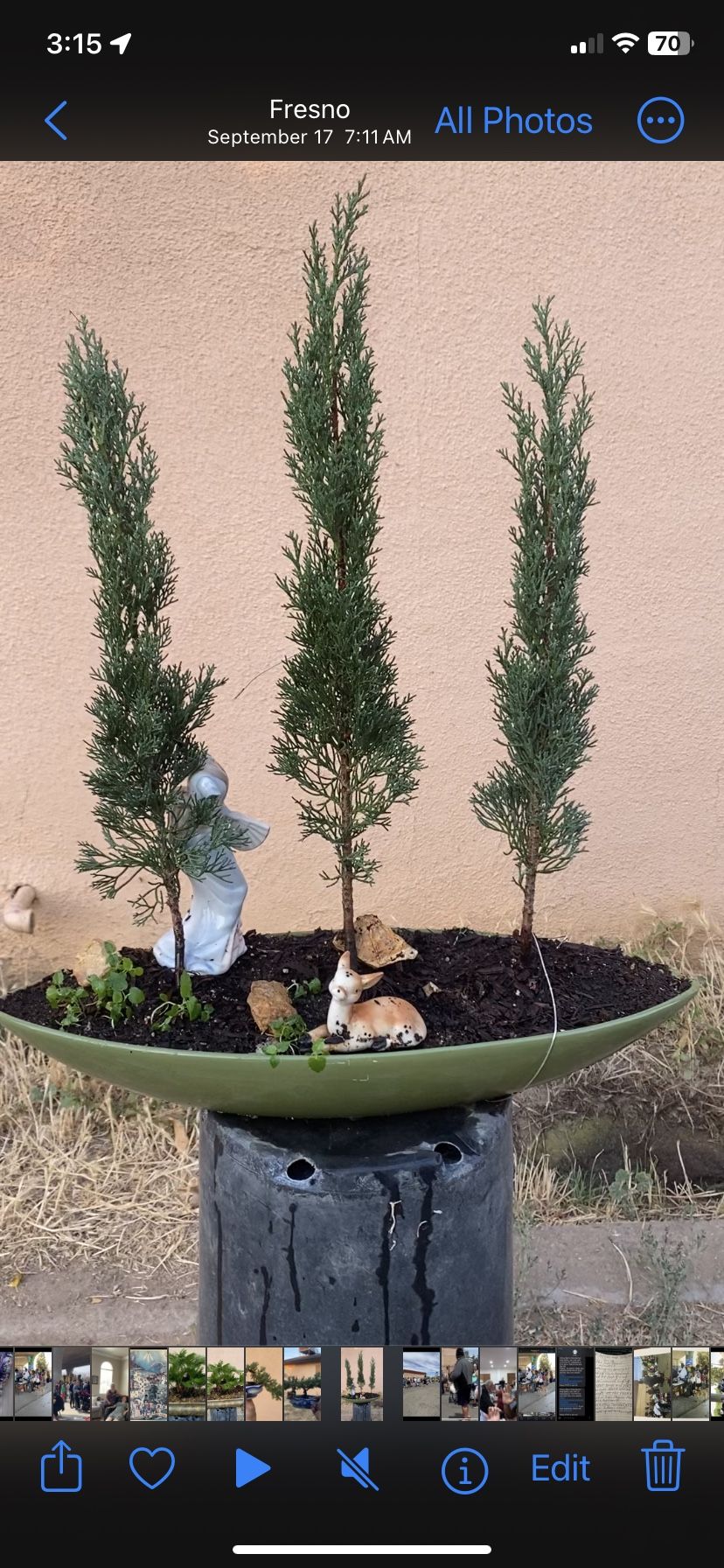 Bonsai, Italian Cyprus Forest Style $80