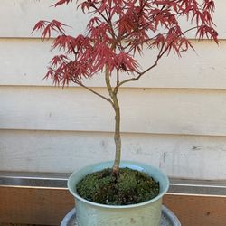 Bonsai tree, Japan Maple 18 inches