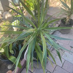 Yucca Plants In Pots 2 Feet Tall