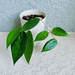 Hoya  Black Margin  Plant 