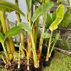 Ice cream Thai banana plant